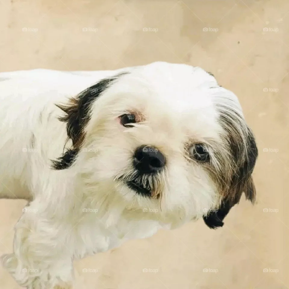my most beautiful and cute doggy.