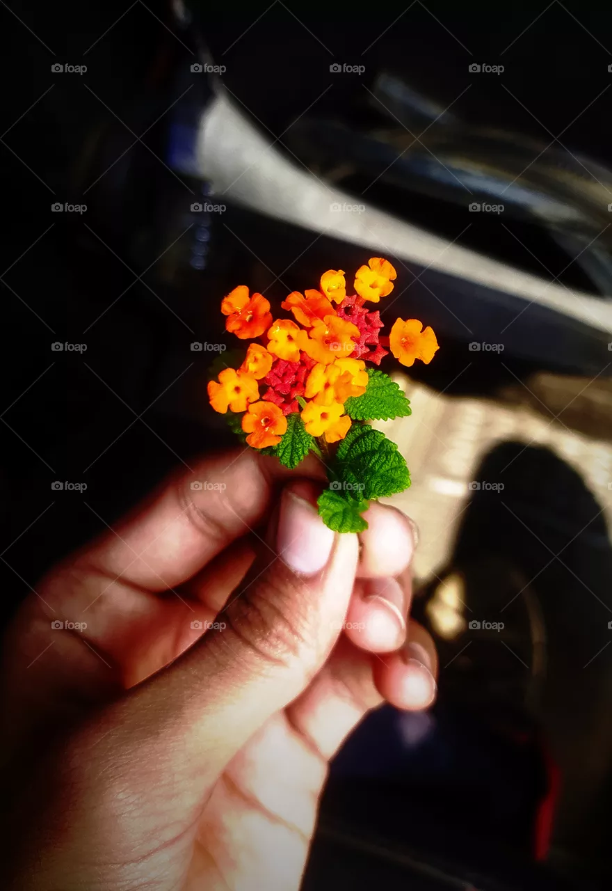Lantana Camara natural fruits plant awesome smells