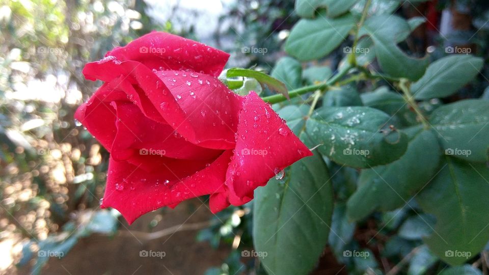 red colour story of rose many colours of bright of our life