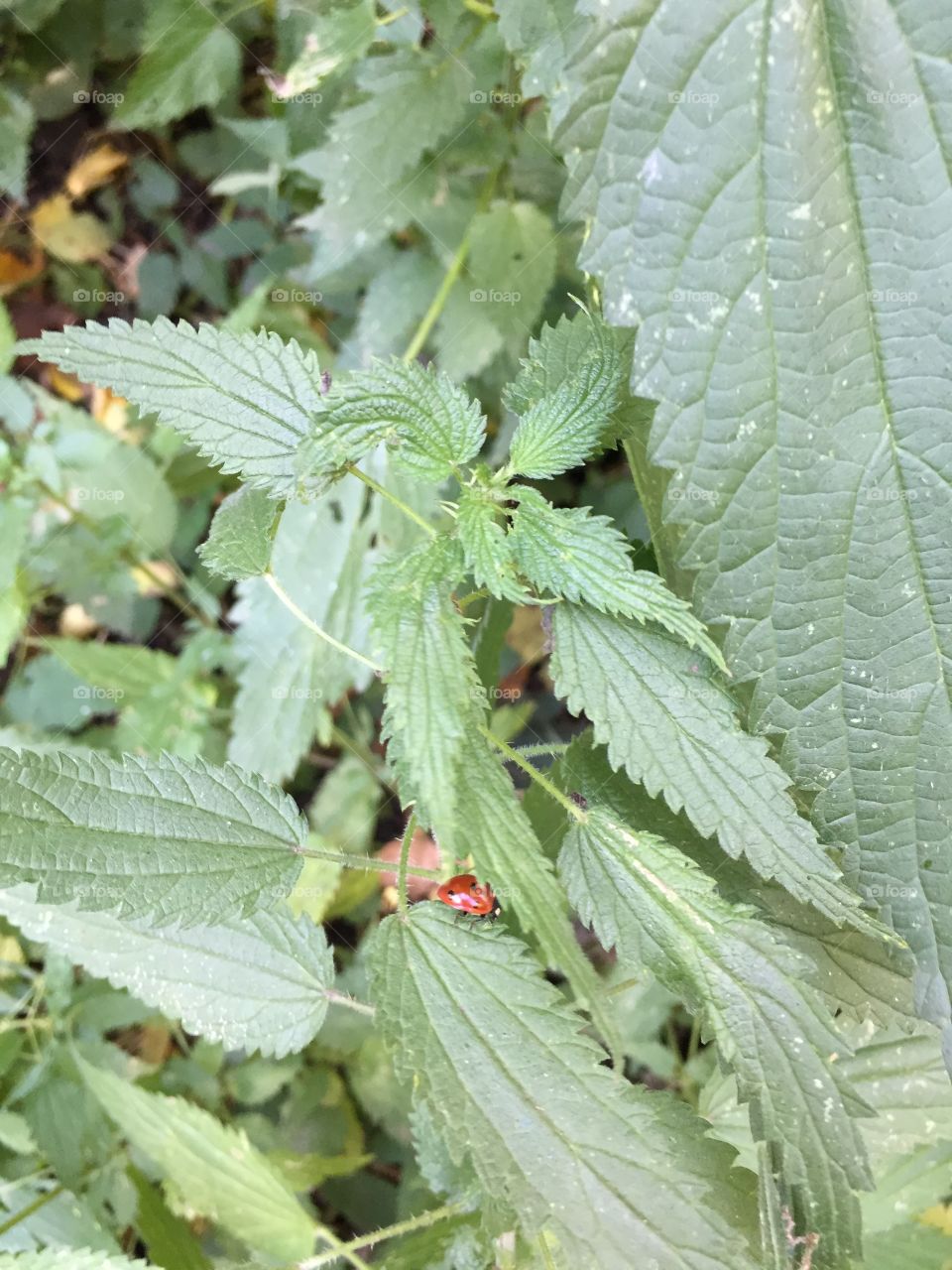 ladybug hid under a nettle leaf