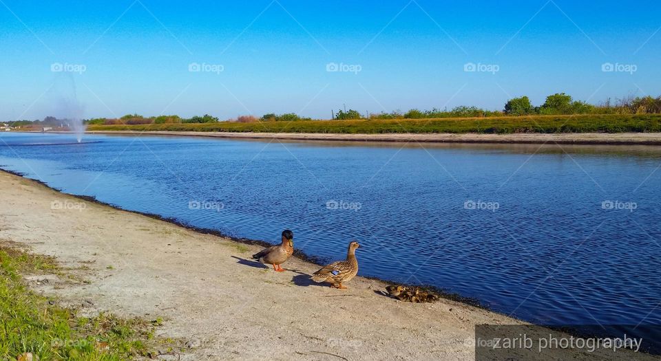 family of ducks taking the sun