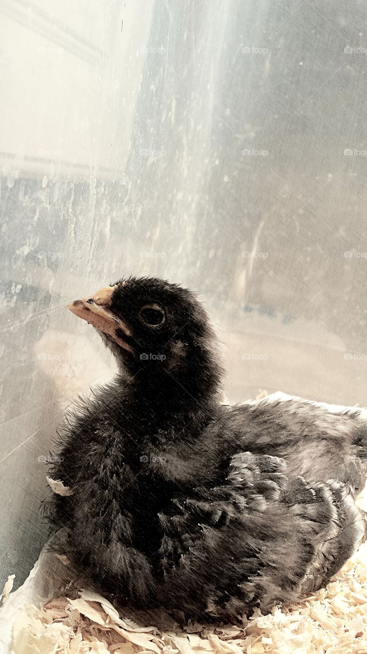 two week old barred rock chick