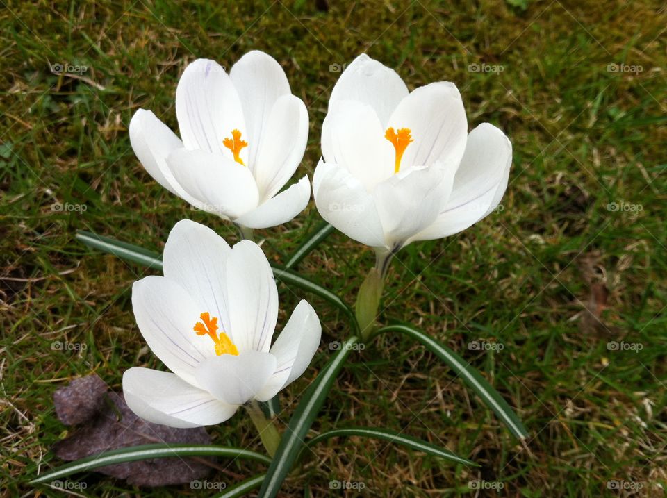 Crocus. Spring