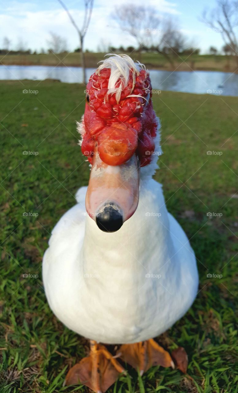 Muscovy duck close-up