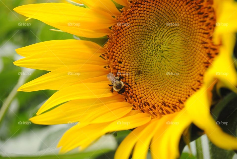 Pollination. Bees on a sunflower 