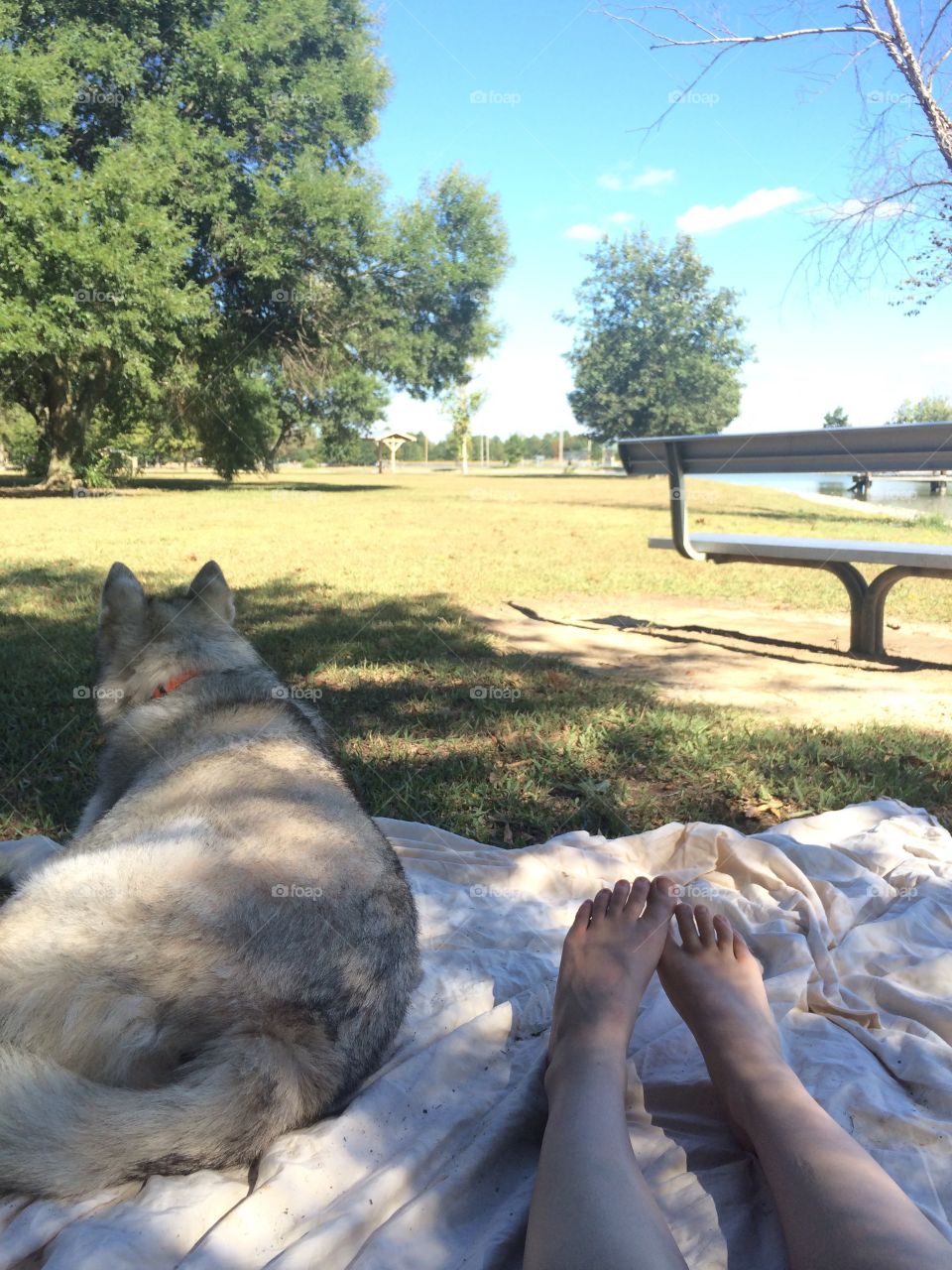 Yoga with my husky at the park 