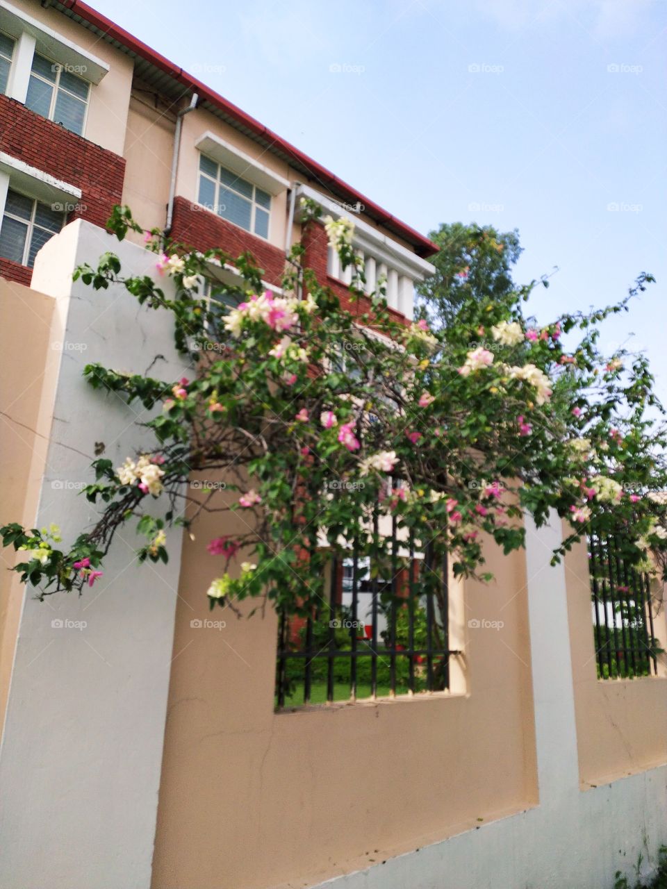 Beauty still fighting for its existence during transition of seasons