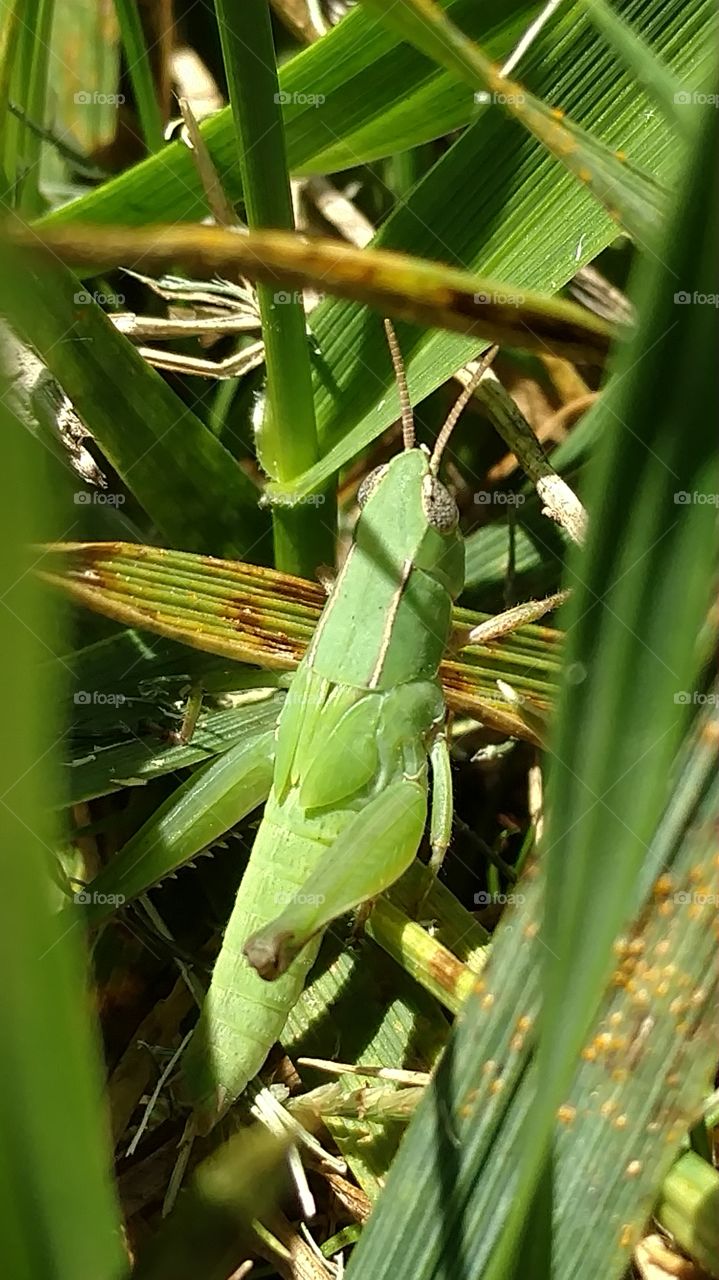 Grasshopper