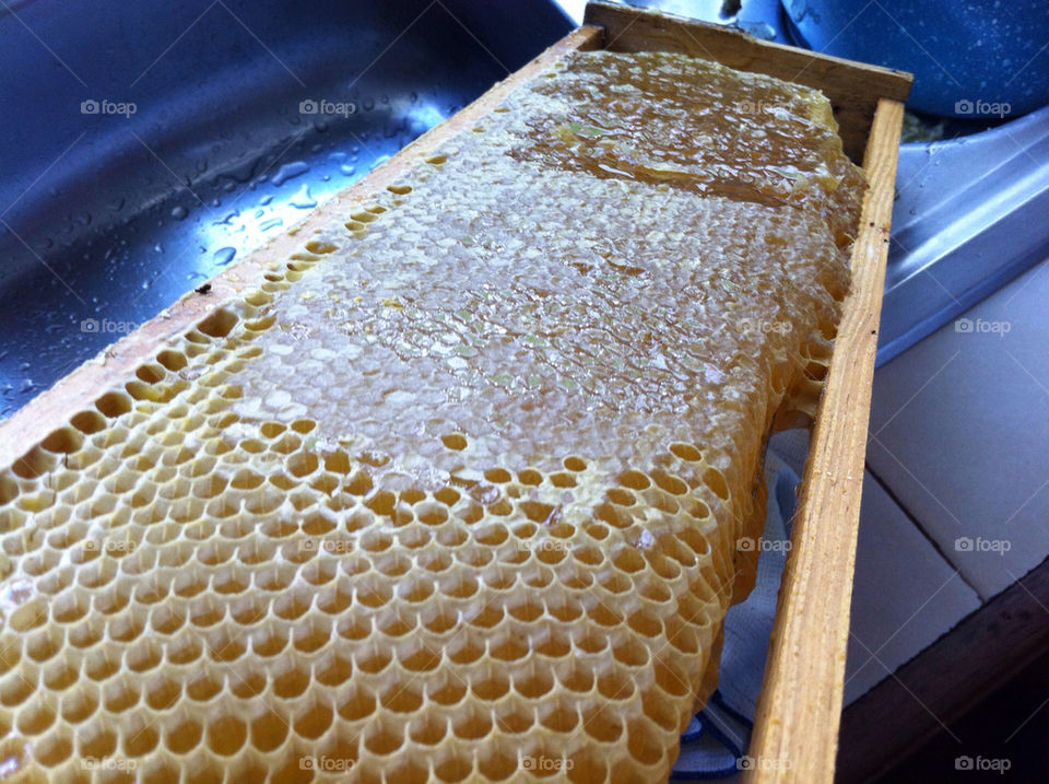 food bee honey by miguelbriones