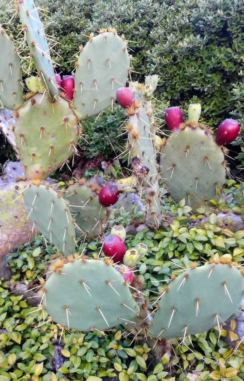 prickly pear fruit 01