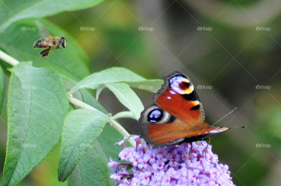 Incoming! Hover fly & peacock butterfly
