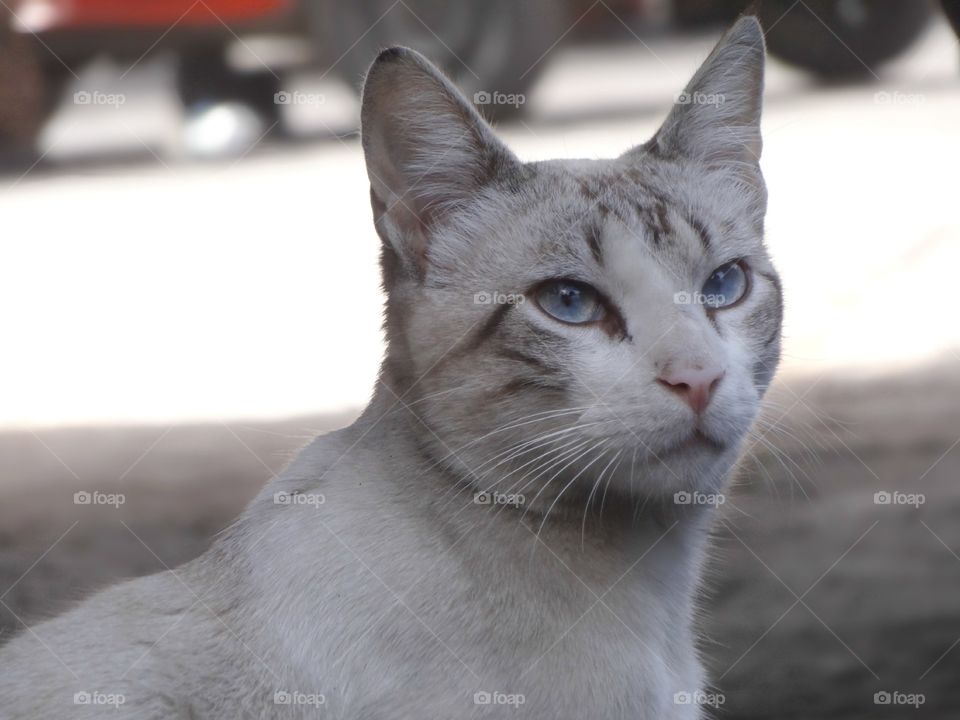 White Cat. This is my lovely cat with amazing blue eyes