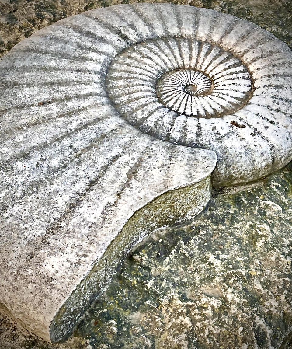 Old fossil at Filey parade 