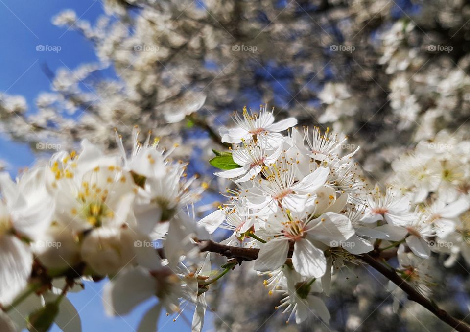 White flowers