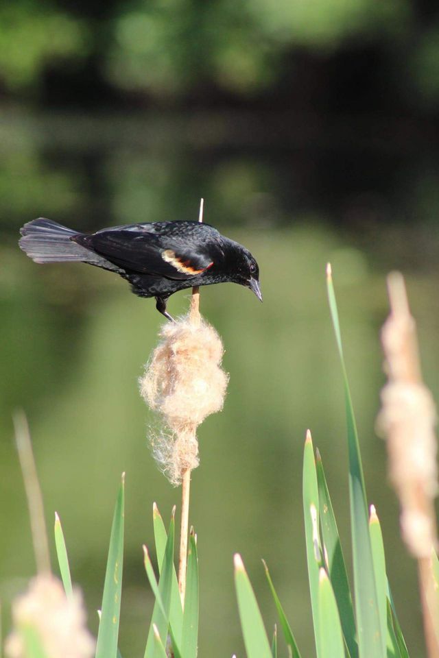 Redwing Blackbird