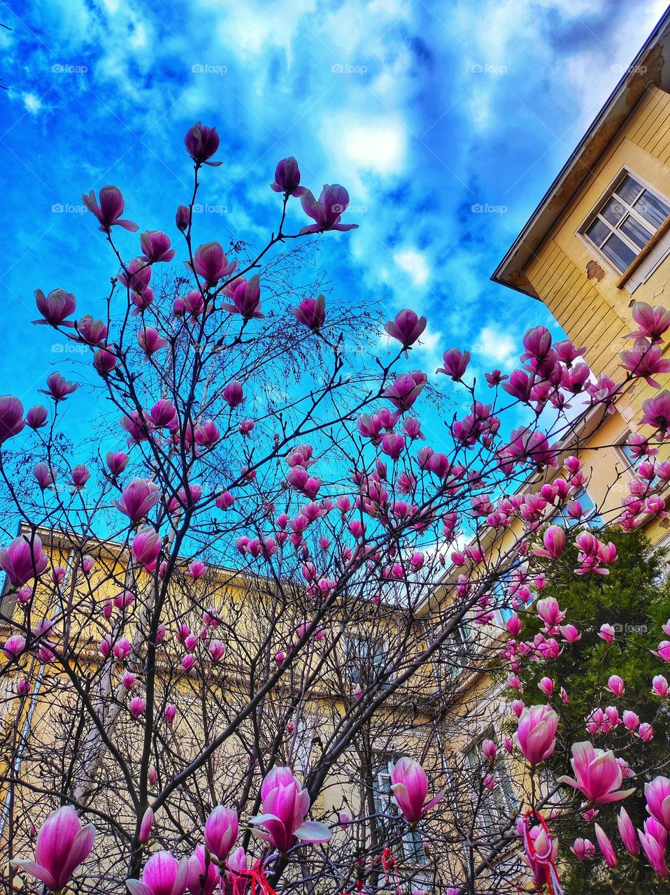 A beautiful photo of a magnolia tree with half opened pink and white flowers in the school yard of a bulgarian school