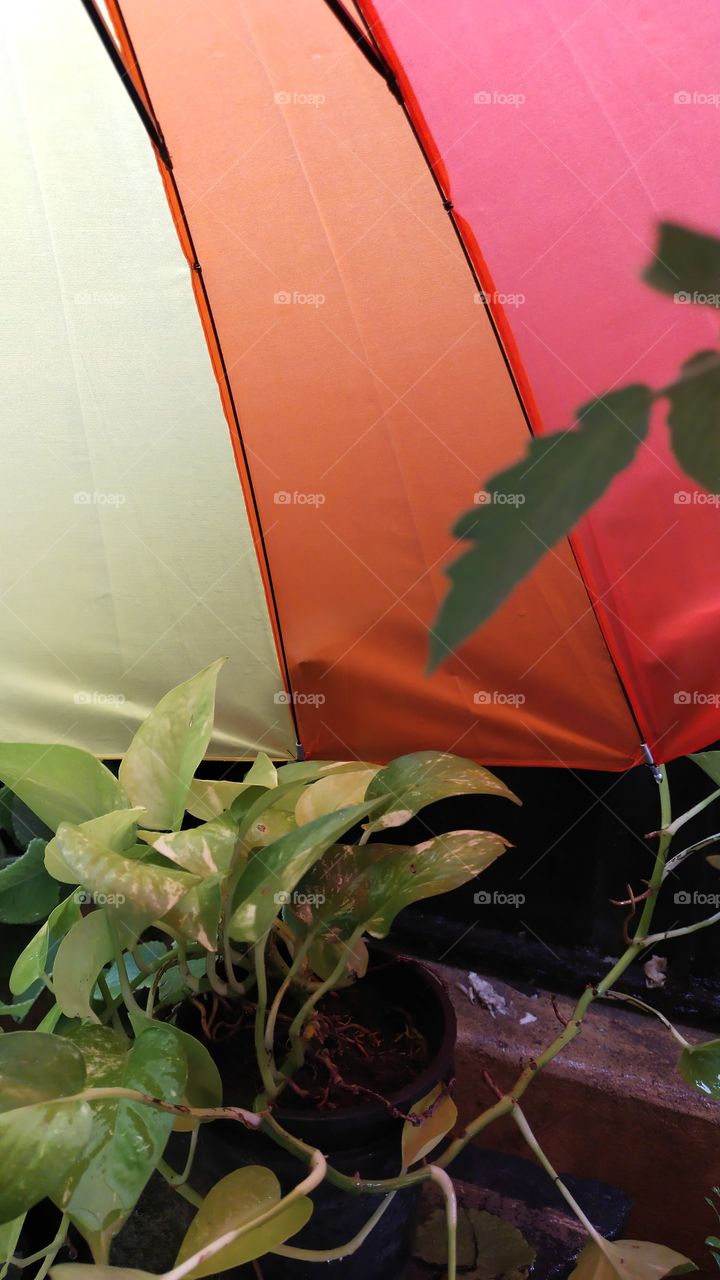 creeper inside of umbrella