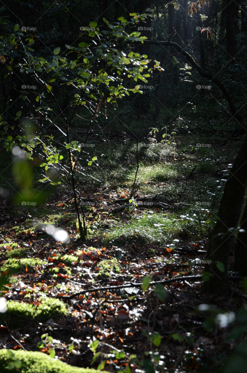 trees forest sunlight sunbeam by ibphotography