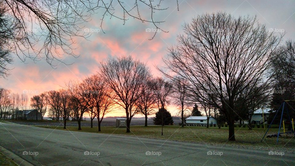 Tree, Fall, Landscape, Dawn, Park