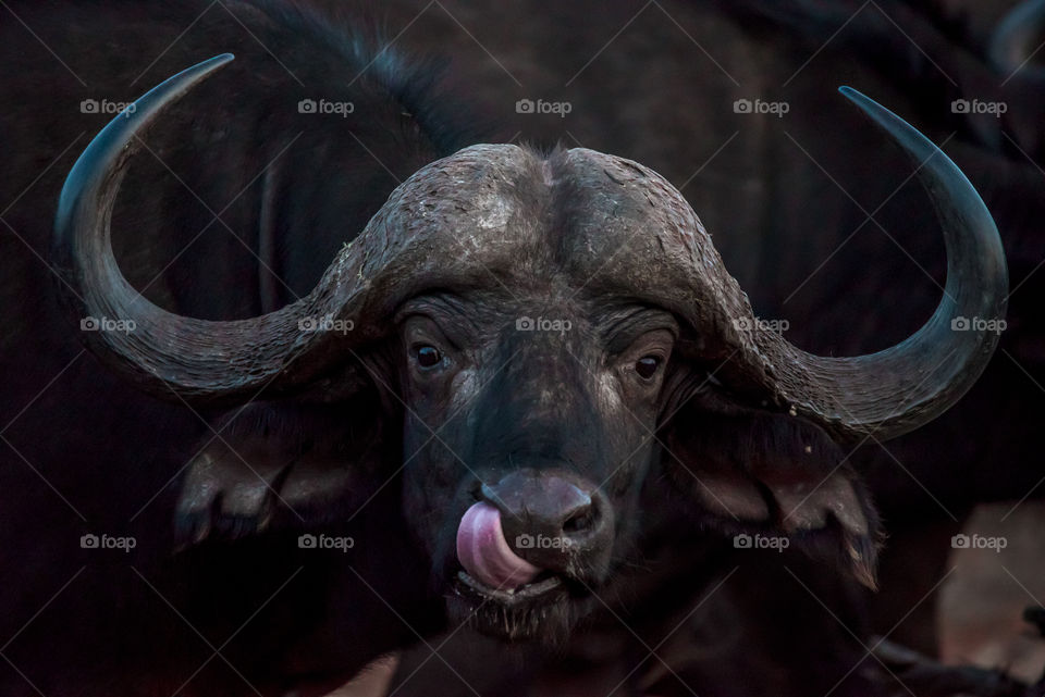 Cape buffalo picking it’s nose.