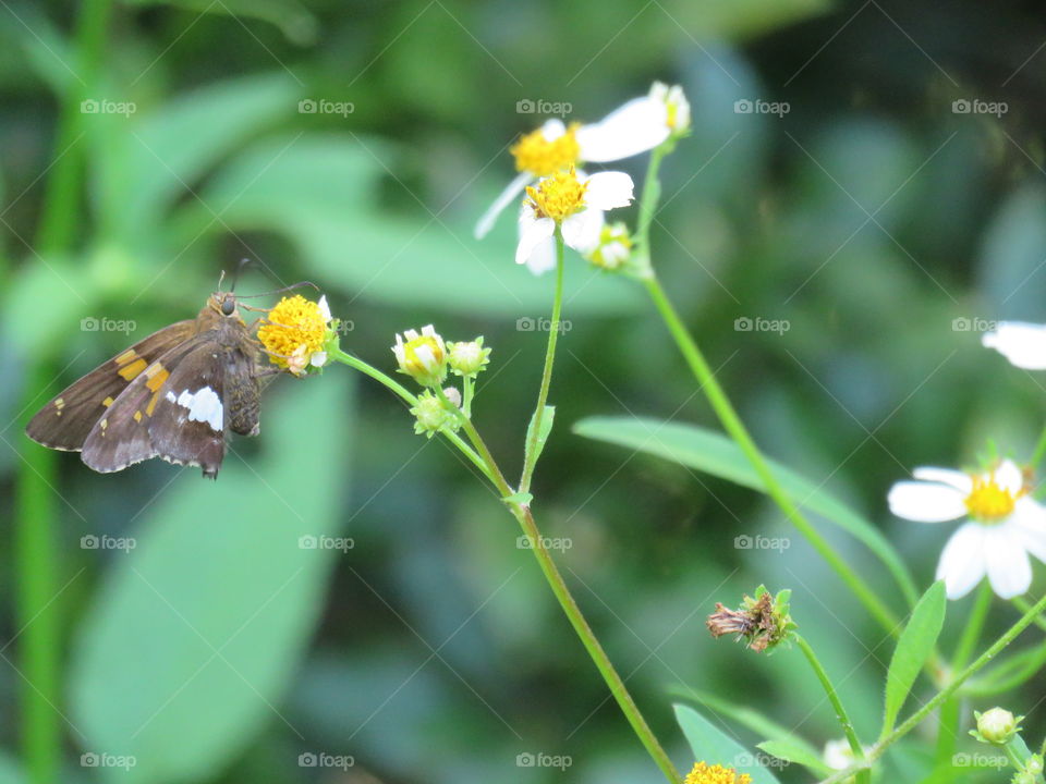 silver-spotted skipper
