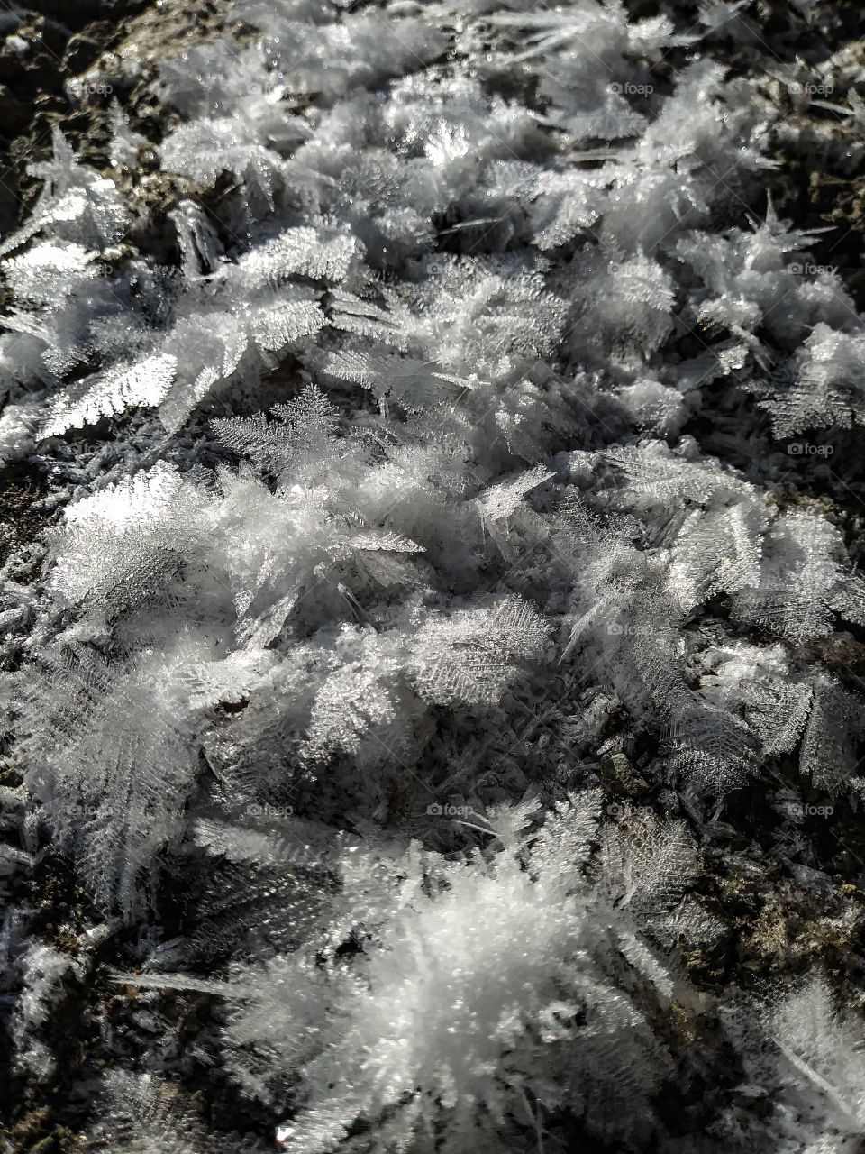 Ice Flowers