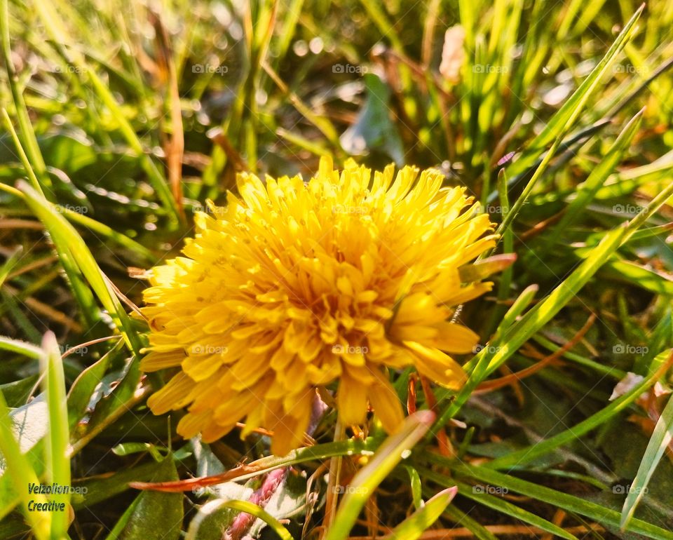 Pienė iš arti | Milkthistle Closeup