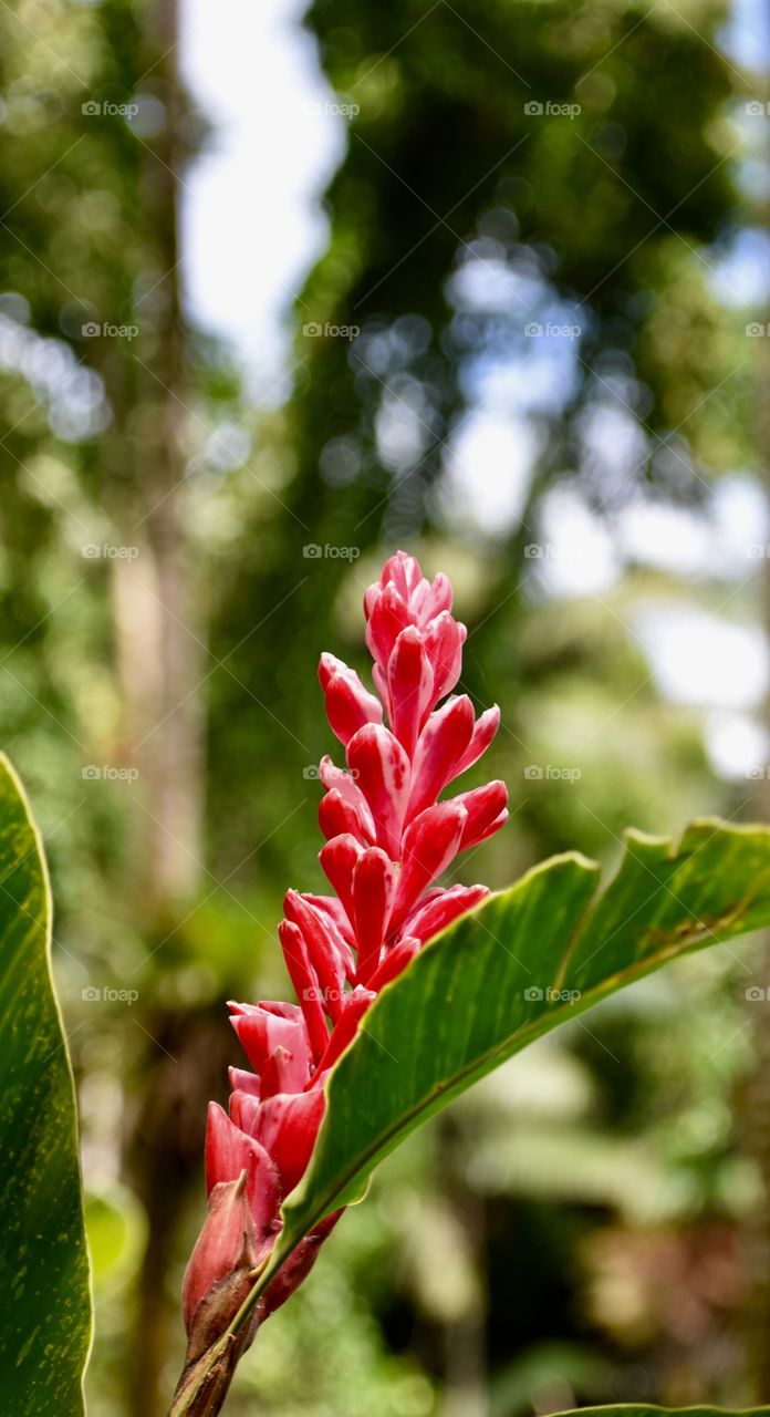 Bright pink ginger growing in the jungle