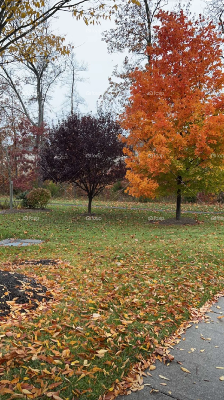 Autumn leaves beauty