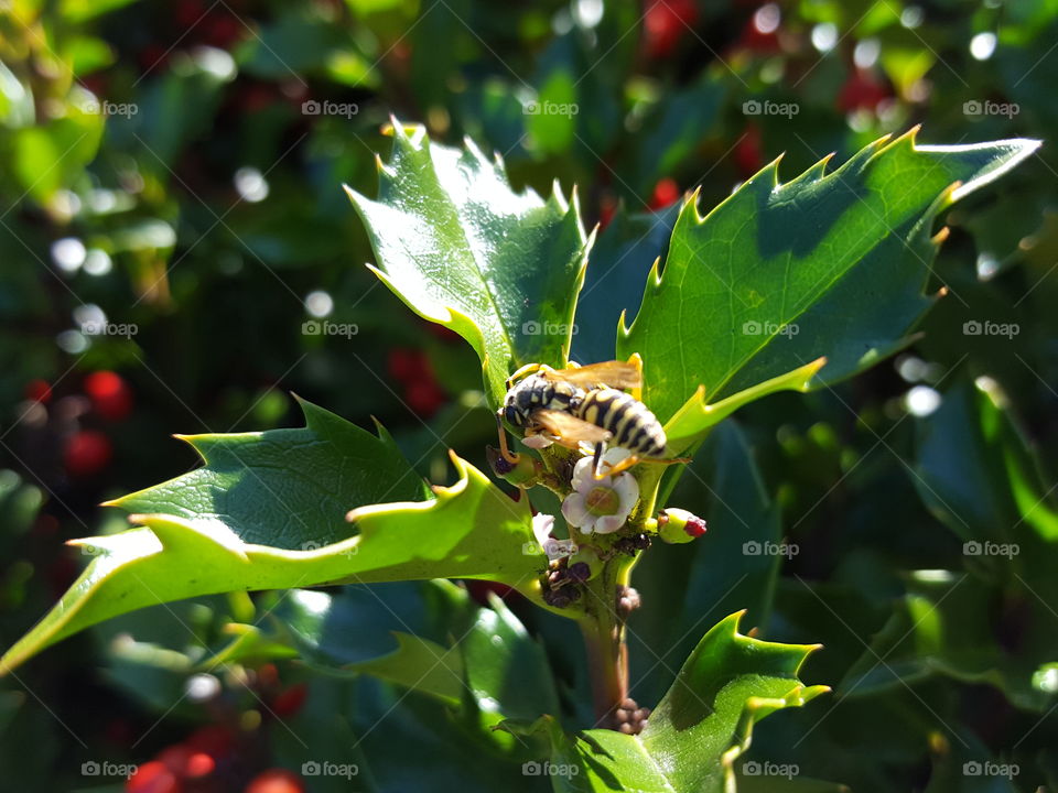 bee on holly