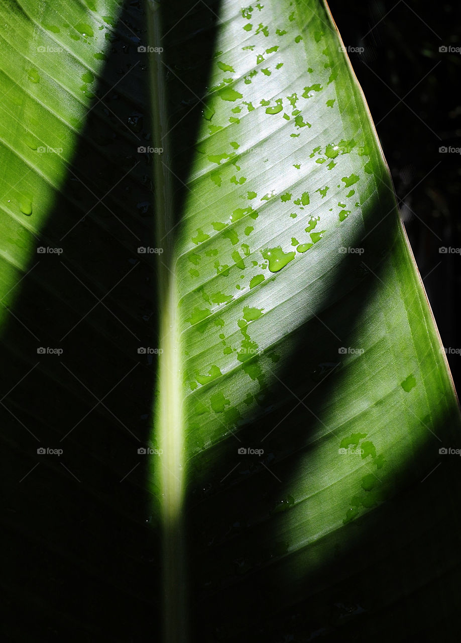 beach green garden colors by 3rdandocean