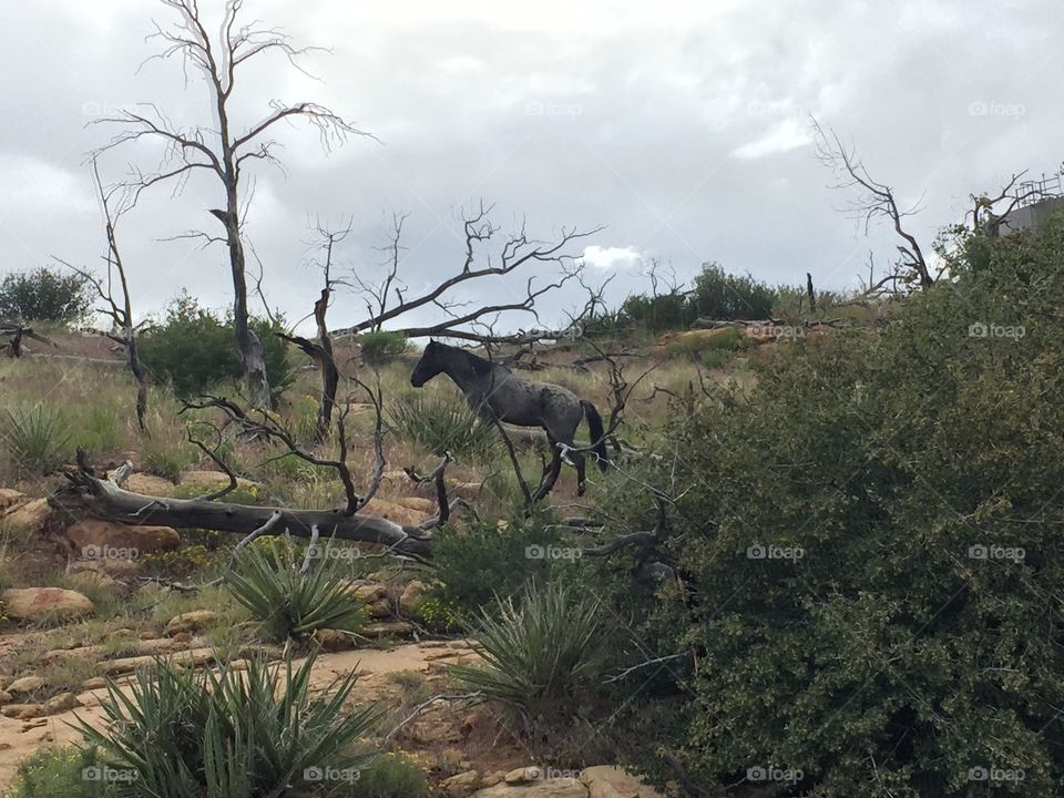 A wild horse at Mesa Verde National Park. 