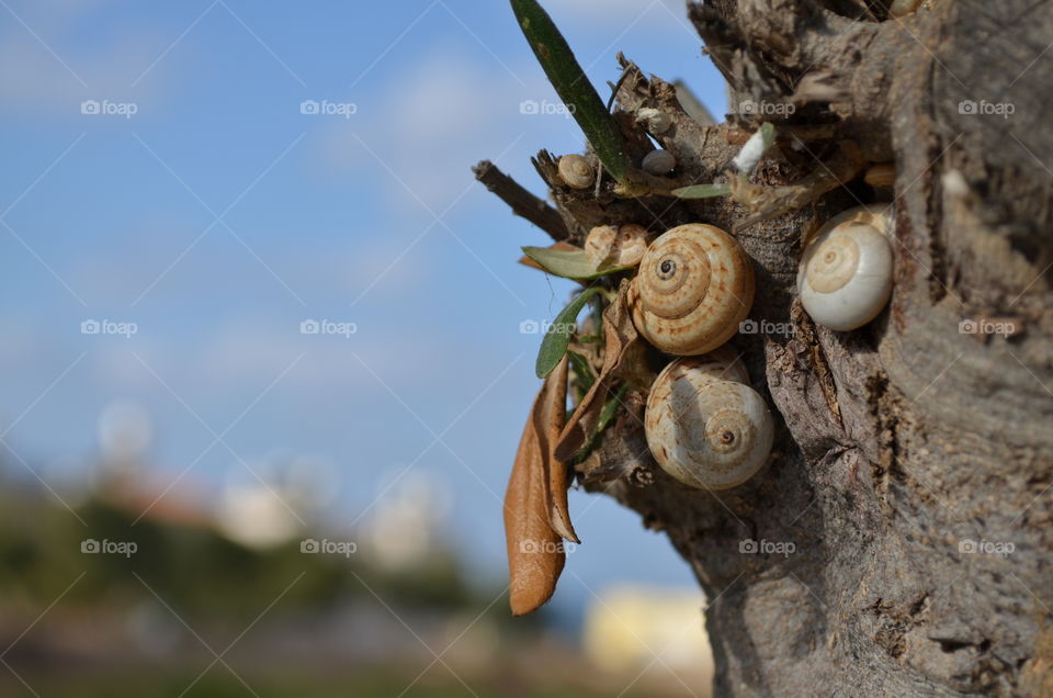 Seashells on tree trunk