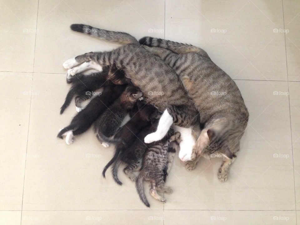 Lovely cat family