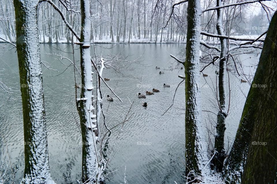 Snowy morning 