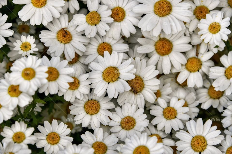 Margarita 
Daisy flower