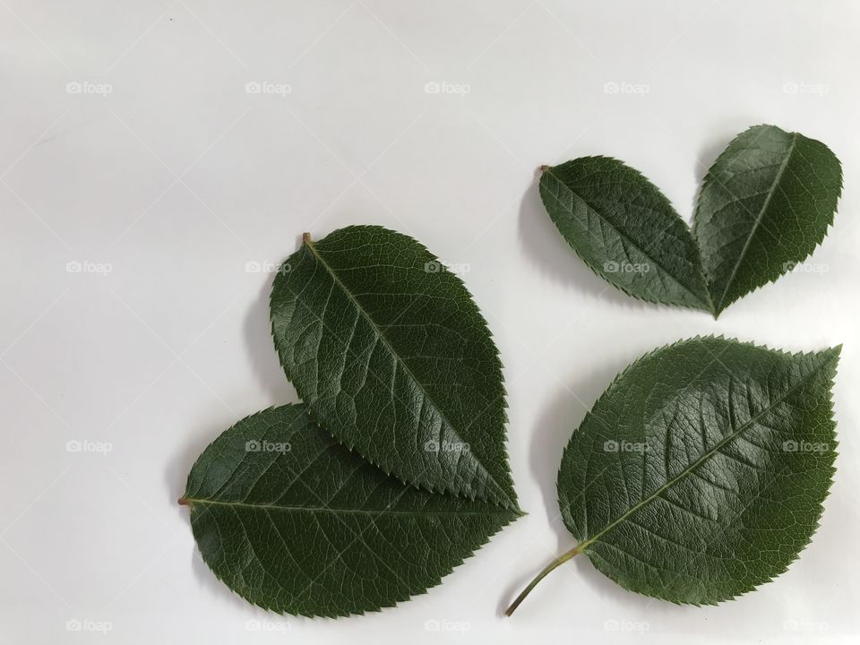 These are dark green leaves of the red rose on a white background.