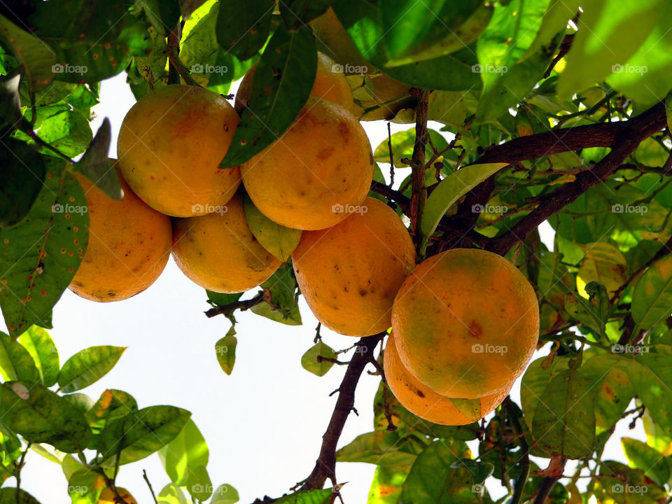 Exploring fruits in Málaga