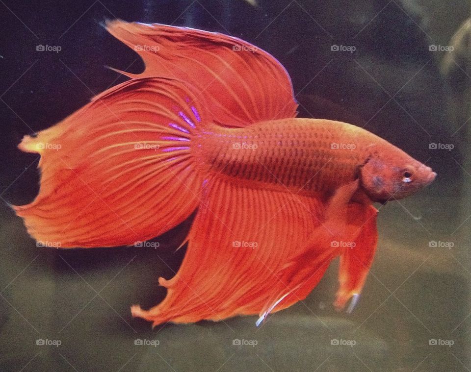 Red betta