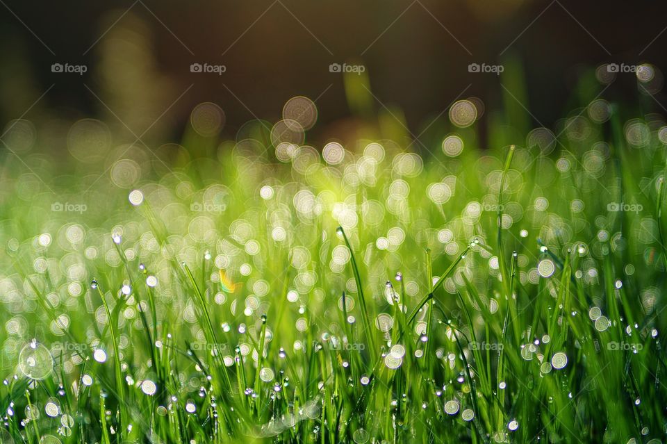 grass