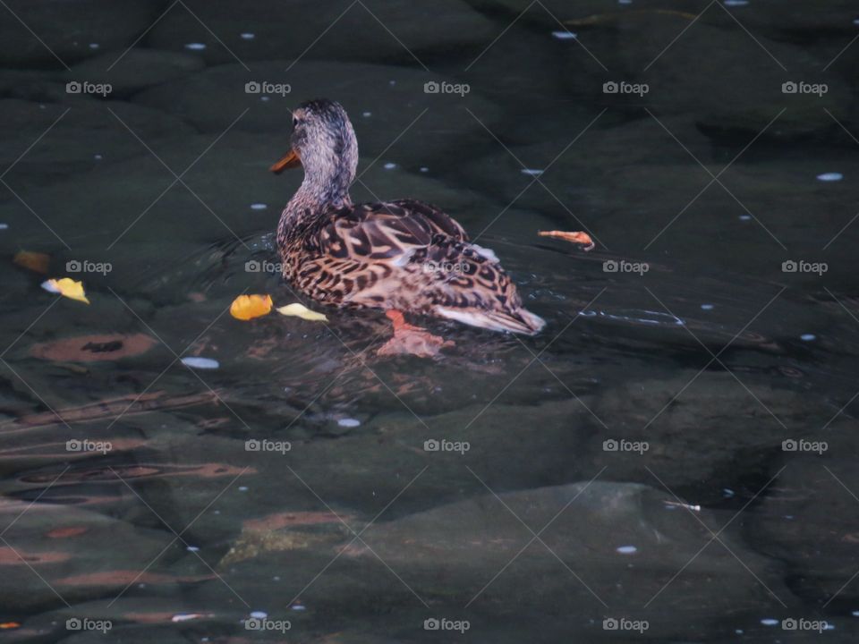 A female duck