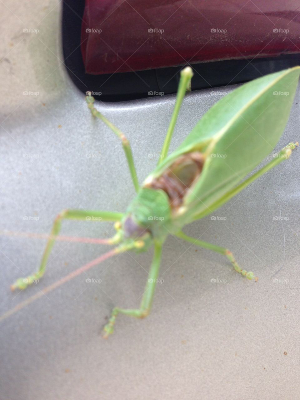 Crazy green. Green bug on truck looks like a grasshopper but would not move.  Located in Michigan