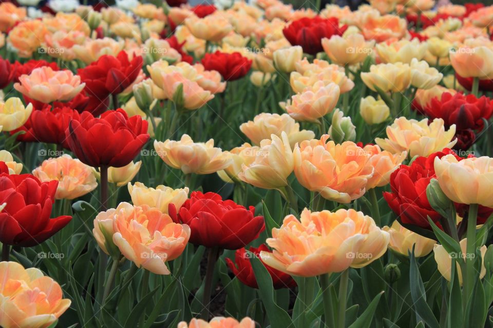 Festival of Tulips