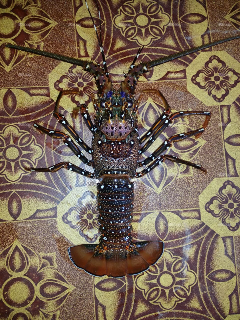 lobster. ....🐳🐙🌊