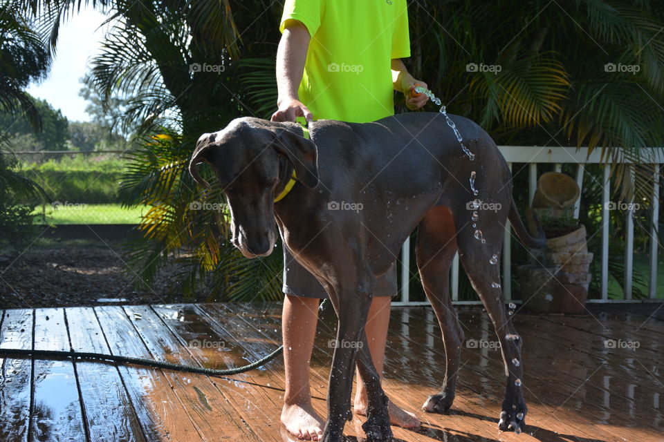 My son washing our big blue Great Dane 