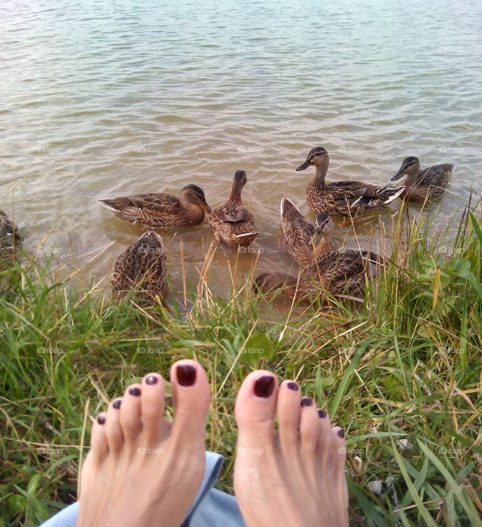 ducks on the lake