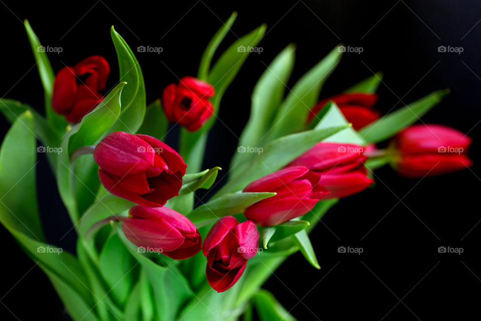 Red vivid tulips bouquet in spring