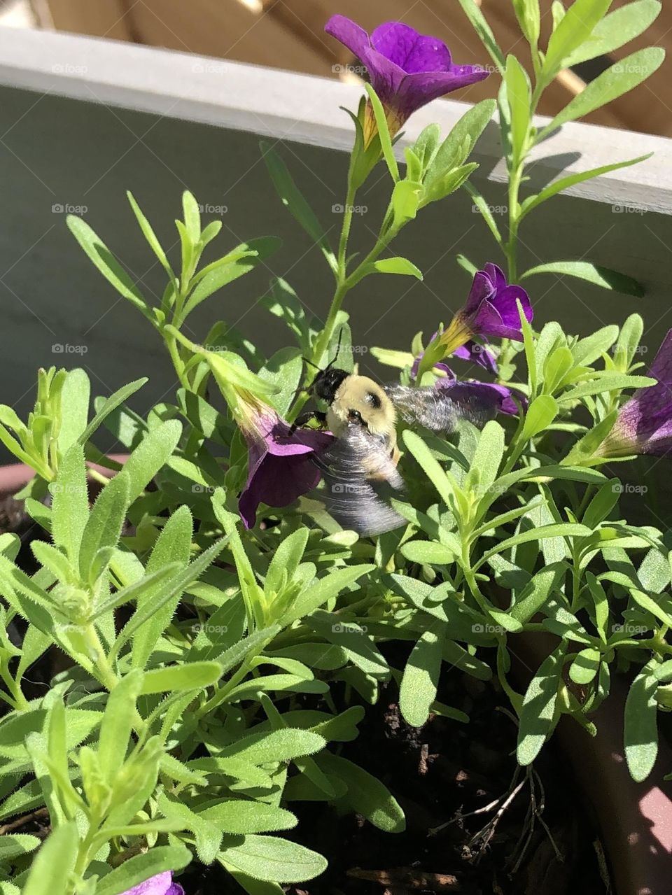 Backyard bumblebee pollinating petunia flower on sunny summer afternoon beautiful honey bee nature wildlife bugs weather leaves foliage gardening container garden patio plants 