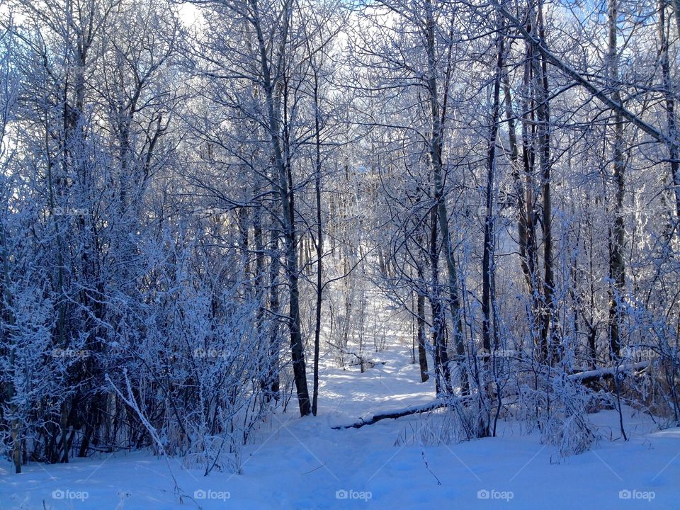 Griffith Woods walk in the winter