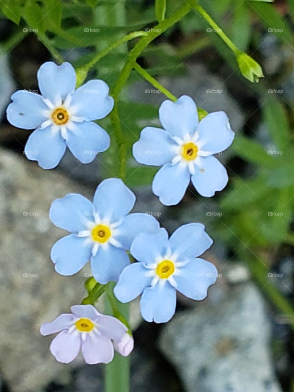 forget me not